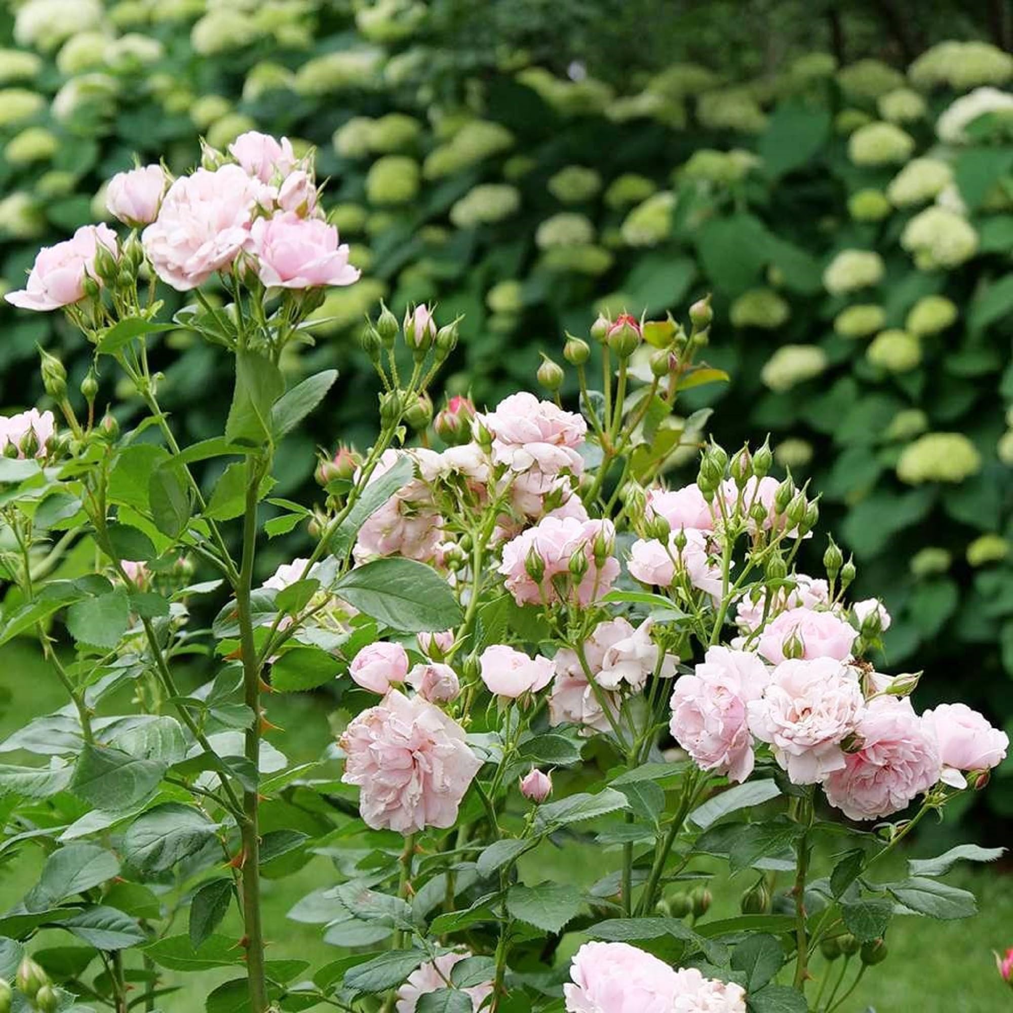 Amazon.com : CHUXAY GARDEN Pink Rose Seed 50 Seeds Rare Rosa Bush